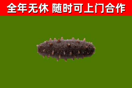 港口区烟酒回收干海参.jpg